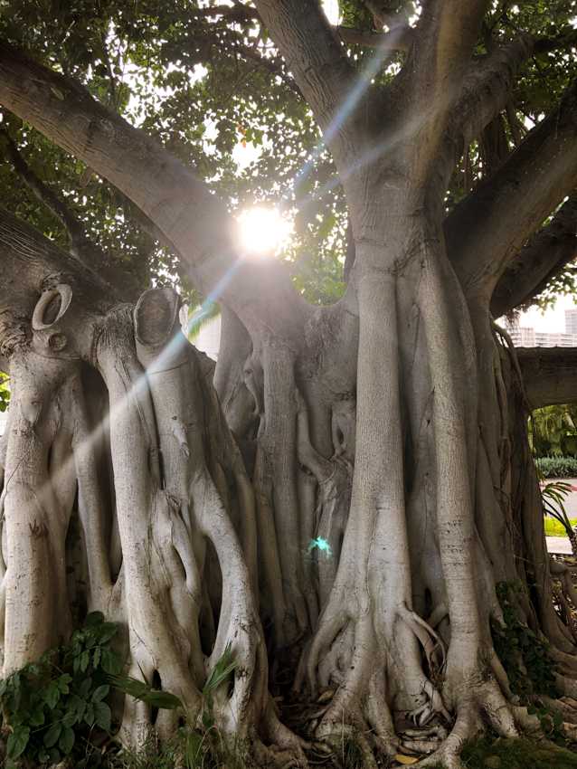 light leak peaking through old Hawaiian tree